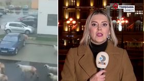 Cu turma de oi în cartierul de lux! Imaginile care fac înconjurul internetului au fost surprinse lângă Timișoara